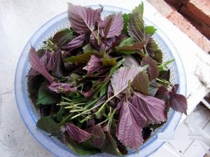 Cách trồng tía tô