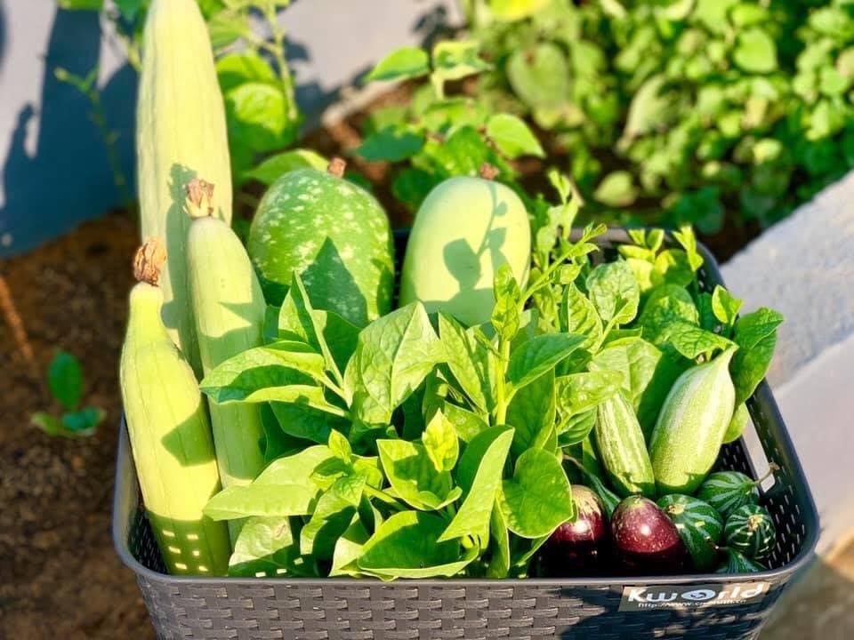 Trồng rau bằng đất Orgamix